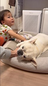 2歳児が愛犬を触ったらこうなった… #保護犬 #家族 #フレンチブルドッグ