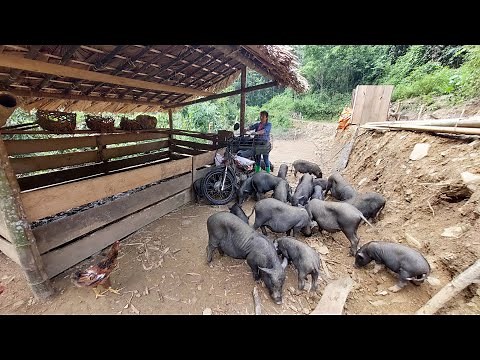 Daily life In The Farm Pig - How from banana tree to pig food - Building Farm A New Life