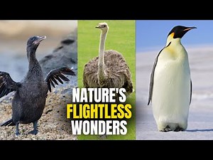 Top 10 Birds That Can't Fly