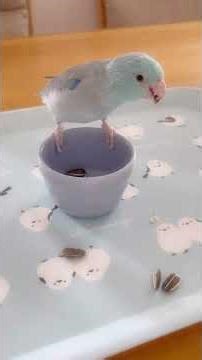 豪華にひまわりの種を食べるラリマー#マメルリハ#おしゃべりインコ#豪快に食べる#インコのいる暮らし #Pacificparrotlet
