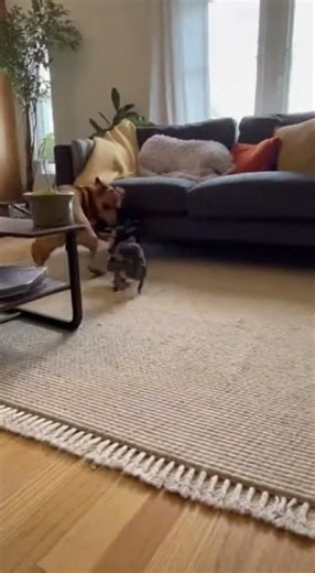 🐶🐱 Dog vs Cat Fart Chaos! | Hilarious Living Room Disaster