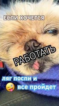Valera revealed the main secret to a happy life 😴🐶