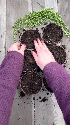 680K views · 2.6K reactions | Propagating some String of Pearls  | Unique Succulent Designs | Facebook