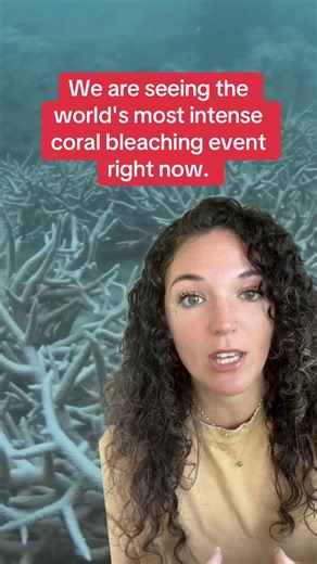 More than 80% of the world’s coral reefs have been hit by the most intense global coral bleaching event on record. And inaction, Melanie McField of the Global Coral Reef Monitoring Network said, will be “the kiss of death for coral reefs.” https://cbsn.ws/42QB3MN | CBS News