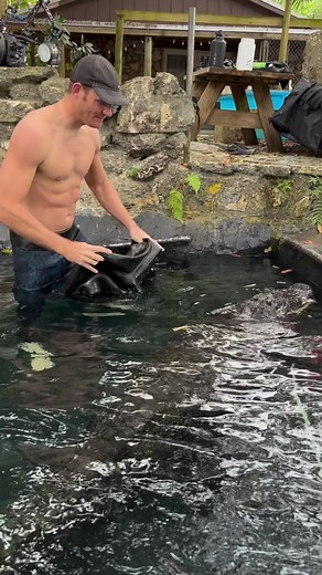 Casper trying to eat my wetsuit😂 we do this little dance every weekend😂. I get a lot of questions about whether or not Casper is special or what not, and he is not! He is a regular gator just like any other, and the only reason he was selected for my tour is because he happened to already be in the pond when I started the idea. He is a very well natured animal with a good personality, but he’s still an alligator, and he absolutely does bite if I were to do something foolish. He’s also not the 