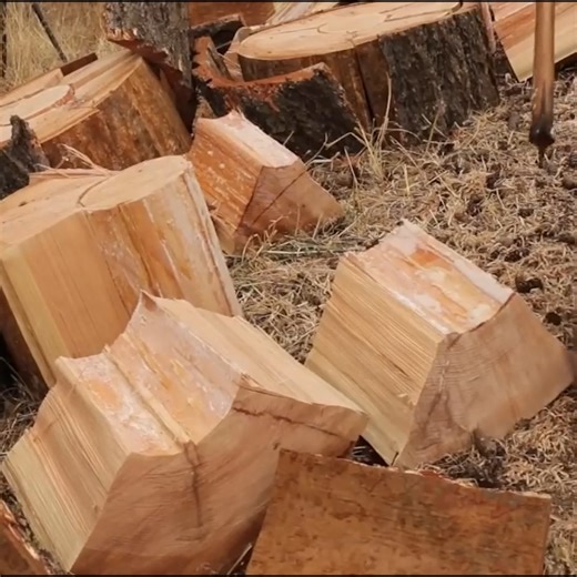 Bucking & Splitting The Big Wood | Wranglerstar