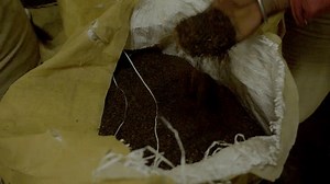 Processed Tea Final Product After Tea 库存影片视频（100% 免版税）3509565931 | Shutterstock