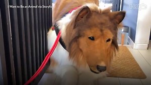 Japanese Man Steps Out in $14K Custom-Made Border Collie Costume For the First Time