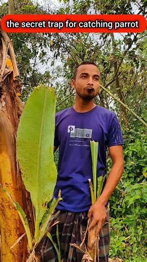 the secret trap for catching parrot #comedy #funny #birds