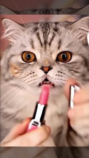 Cat Makeup ASMR 😺🥰 #satisfyingasmr #animalasmr #petasmr #RelaxingSounds