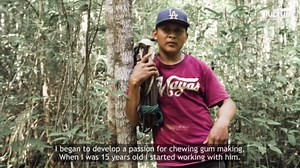 How they Still Harvest and Produce one of Humanity’s Oldest Chewing Gums