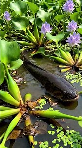 🤯 Bream Can't Bite THIS! 🎣 UNBREAKABLE Bream Proof Rig REVEALED! 🔥 #fishing #bream