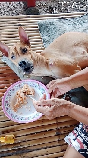 677K views · 74K reactions | This Woman Feeds a Paralyzed Dog Every Day | This Is Su Su | Facebook