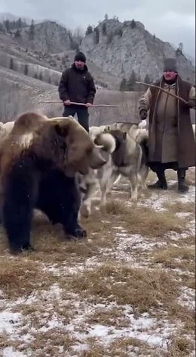 Šarplaninac: Guardian of the Macedonian Mountains