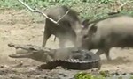 Wild mother pigs fight off crocodile  - The Korea Times
