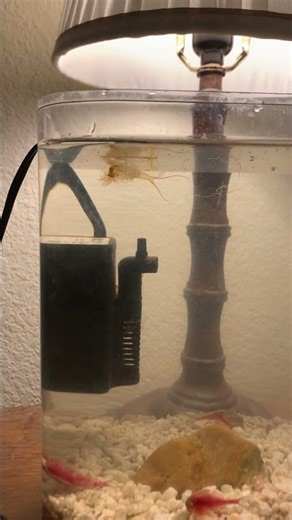 The triops are growing strong and healthy #triops