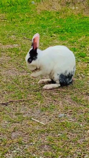 🐰 Welcome to [Hopster World]! Meet [], the cutest and funniest rabbit on the internet. Watch [him/her] hop, play, and make your day brighter! 😍 Follow for daily cute and funny bunny videos. Share with your friends who love pets! ❤️ 📌 Don’t forget to LIKE 👍, COMMENT 💬, and SUBSCRIBE / FOLLOW 🔔 for more adorable bunny adventures! #Bunny #Rabbit #CuteRabbit #FunnyBunny #PetLife