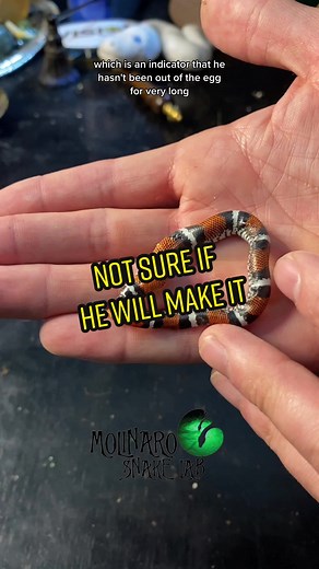 🐍 The hognose are out! One is a little lethargic and one egg didnt pip 😕. But the rest are doing well! 🧪 👉🏼 Shop: www.molinarosnakelab.com #molinarosnakelab #snakes #fyf #fyp #tricolorhognose #hognosesnakes #snakeeggs #babysnakes #witchy #snakeeggshatching #eggcutting #openingsnaleeggs #royalpython #pythonregius #python #slytherin #pitone #sawa #witchy #snakebreeder #snakekeeper #snakeman #snakeguy #viral #pets #petsnakes #snakepets #ladbible #animalplanet #serpents #diy #royalpythonbreedin