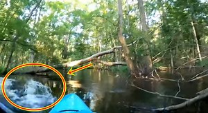 Horrifying Video Footage of Man Attacked by Alligator Goes Viral
