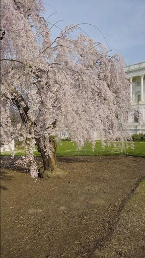 Do you know the different types of cherry trees?