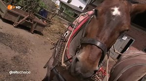 "Landwirtschaft ist der schönste und abwechslungsreichste Beruf, den man sich wünschen kann", sagt Daniel. Er betreibt Landwirtschaft wie vor 100 Jahren. | ZDF heute