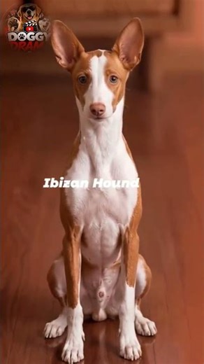 From Puppy to Pro: The Growth of an Ibizan Hound.#puppy #shorts #Doggy Drama
