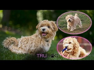 Ultimate Guide To Caring For My Maltipoo