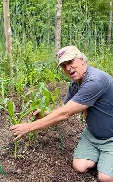 Tips of how to grow corn from seed.