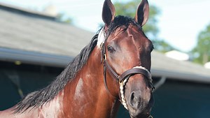 Haskell 2017: With Battle of Midway, Hollendorfer looks for second Haskell win