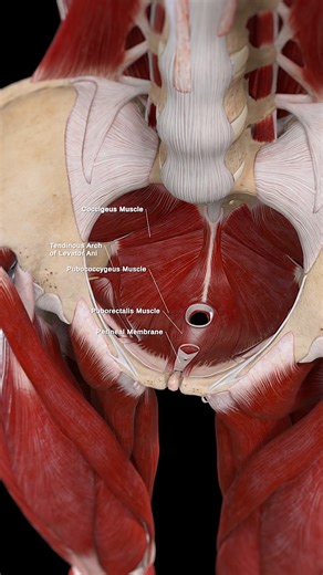 596K views · 1K reactions |  The Female Pelvic Floor Diaphragm: A...