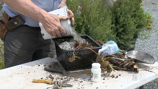Re-Planting Lily Pads