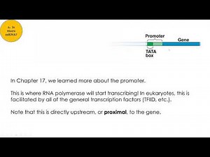 Chapter 18 - Regulation of Gene Expression part 1
