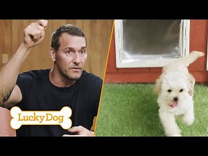 How to Train Your Dog to Use a Doggy Door & Potty Outside | Lucky Dog