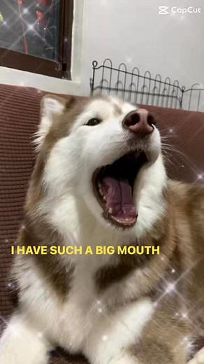 Patingin big MOUTH nyo | JaeL's FurrFam