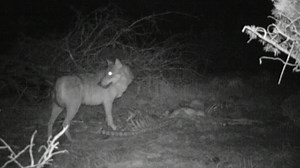 Wolves in France: Farmers fear attacks