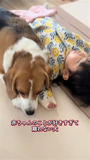 いさまめfamily on Instagram: "見守り犬🐶❤️ #beagle#beaglepuppy#beaglelove#beaglegram#beaglemania#beagledailyphoto#dog#dogstagram#baby#犬と子ども#赤ちゃん#ビーグル#犬と赤ちゃん#多頭飼い#多頭飼いビーグル #多頭飼いの幸せ #多頭飼い犬 #愛犬とおでかけ#愛犬と旅行 #犬のいる暮らし #いぬすたぐらむ #いさまめ日記 #いさまめfamily"