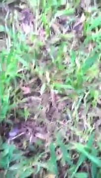 How to Kill Running Bamboo!