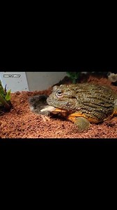 Bullfrog Eating Giant Rat | Insect Forest
