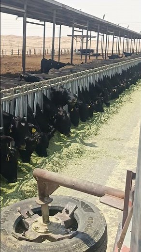 Beautiful Farm View 🌾🐄 Amazing Moments!
