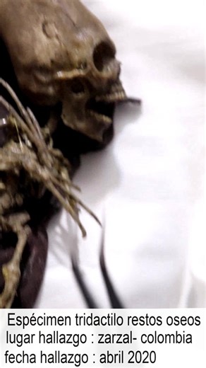 alien real colombia#alien #ovni #zarzal #zarzalvalle #alienigenasancestrales #alienigena #alienmexico #jaimemaussan #momiasdenazca #cronovisorvaticano #ufos #uaps #viralvideo #extraterrestre #paranormal