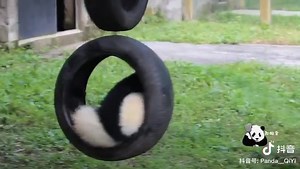 This butler is very good, I pay him so little and he cleans all my cacca panda all day long, plus he babying my giant fluffy bum as well! I love him! (But I will bite his ass anyway at the first error!) 😛 | Pandas, a Light In My Heart