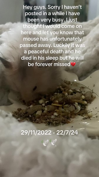 Rip mouse❤️🕊️. #foryou #foryoupage #fyp #dog #hamster #properhamstercareonly