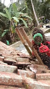 exceeds the apis dorsata in its attacks, the apis cerana bee #trending #apiacerana #rawhoney #purehonwy #naturalhoney | Ahya Suheryana