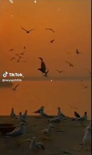 Seagulls and Eagle: A Sunset Wildlife Encounter