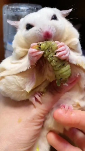 #pets #cute | NaNa Smart