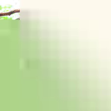 2.6K views · 89 reactions | Did you know Yavin 4 in Star Wars: Episode IV is Tikal in the Guatemalan rainforests? Maybe crew heard one of the loudest local species while they were filming. Howler monkeys, like our very own Uly, can be heard for miles. #soundon #maythefourthbewithyou #closedbutstillcaring | Tulsa Zoo | Facebook