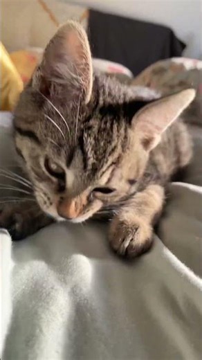 Bluey vs String Battle on the Bed #cute #viral