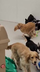 Watch to see real-life playgroup management skills in action. Would this type of play be allowed in your facility? Course 601: Playgroup Management is available now with your Dog Handler Academy membership. | Dog Handler Academy | Facebook