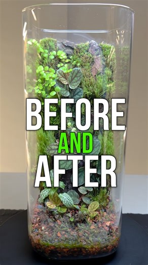 Brent | Terrariums, Nature Bowls, and More | Here’s a look 👀 at my food storage container–turned–terrarium before and after some much-needed maintenance, which included trimming the... | Instagram