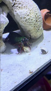 Unbelievable! Mantis Shrimp Breaks White Clam in Seconds 😱🔥